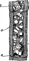 An illustration from Scientific American, Vol. 29, No. 21 (November 1873) (1873)
