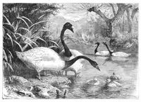 An illustration from Scientific American, Vol. 29, No. 22 (November 1873) (1873)