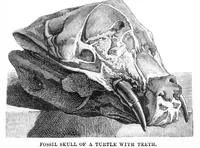 An illustration from Scientific American, Vol. 30, No. 8 (February 1874) (1874)