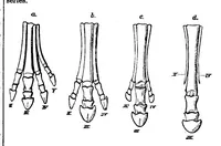 An illustration from Scientific American, Vol. 30, No. 16 (April 1874) (1874)