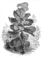 An illustration from Scientific American, Vol. 30, No. 21 (May 1874) (1874)