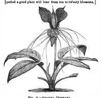 Picture 11 of 13 from Scientific American, Vol. 30, No. 21 (May 1874) (1874), leaf 8