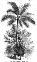 An illustration from Scientific American, Vol. 30, No. 22 (May 1874) (1874)