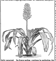 An illustration from Scientific American, Vol. 30, No. 24 (June 1874) (1874)