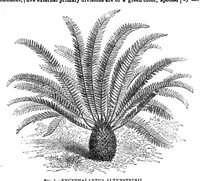 An illustration from Scientific American, Vol. 31, No. 3 (July 1874) (1874)
