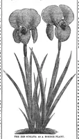 An illustration from Scientific American, Vol. 31, No. 6 (August 1874) (1874)