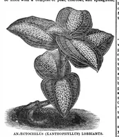 An illustration from Scientific American, Vol. 31, No. 6 (August 1874) (1874)