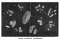 An illustration from Scientific American, Vol. 31, No. 10 (September 1874) (1874)