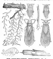 An illustration from Scientific American, Vol. 31, No. 11 (September 1874) (1874)