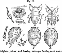 Picture 3 of 13 from Scientific American, Vol. 31, No. 11 (September 1874) (1874), leaf 3