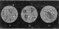 An illustration from Scientific American, Vol. 31, No. 12 (September 1874) (1874)