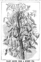 Picture 3 of 15 from Scientific American, Vol. 31, No. 19 (November 1874) (1874), leaf 3
