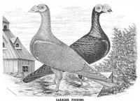 An illustration from Scientific American, Vol. 31, No. 20 (November 1874) (1874)