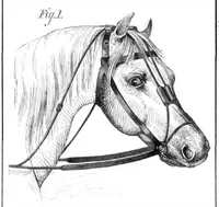 An illustration from Scientific American, Vol. 31, No. 23 (December 1874) (1874)