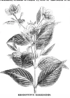 An illustration from Scientific American, Vol. 31, No. 23 (December 1874) (1874)