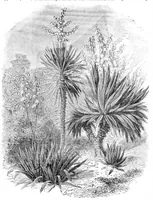 An illustration from Scientific American, Vol. 31, No. 25 (December 1874) (1874)