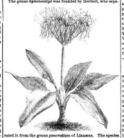 Picture 11 of 11 from Scientific American, Vol. 31, No. 25 (December 1874) (1874), leaf 8