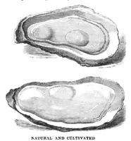 Picture 4 of 17 from Scientific American, Vol. 32, No. 2 (January 1875) (1875), leaf 2