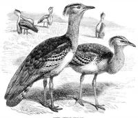 An illustration from Scientific American, Vol. 32, No. 7 (February 1875) (1875)