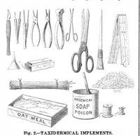 Picture 2 of 17 from Scientific American, Vol. 32, No. 11 (March 1875) (1875), leaf 0