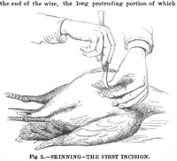 Picture 3 of 17 from Scientific American, Vol. 32, No. 11 (March 1875) (1875), leaf 0