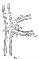 An illustration from Scientific American, Vol. 32, No. 11 (March 1875) (1875)