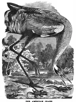 Picture 12 of 13 from Scientific American, Vol. 32, No. 12 (March 1875) (1875), leaf 8