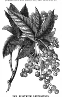 Picture 13 of 17 from Scientific American, Vol. 32, No. 13 (March 1875) (1875), leaf 8