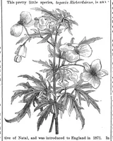Picture 14 of 17 from Scientific American, Vol. 32, No. 13 (March 1875) (1875), leaf 8