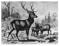 Picture 8 of 8 from Scientific American, Vol. 32, No. 14 (April 1875) (1875), leaf 8
