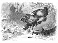 An illustration from Scientific American, Vol. 32, No. 16 (April 1875) (1875)