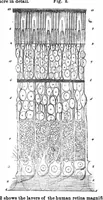 An illustration from Scientific American, Vol. 32, No. 17 (April 1875) (1875)