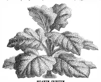 An illustration from Scientific American, Vol. 32, No. 18 (May 1875) (1875)