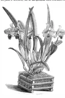 An illustration from Scientific American, Vol. 32, No. 18 (May 1875) (1875)