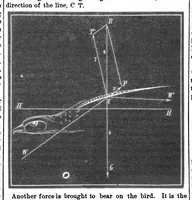 Picture 9 of 16 from Scientific American, Vol. 32, No. 19 (May 1875) (1875), leaf 5