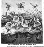 Picture 8 of 11 from Scientific American, Vol. 32, No. 21 (May 1875) (1875), leaf 8