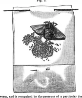 Picture 5 of 15 from Scientific American, Vol. 32, No. 24 (June 1875) (1875), leaf 3