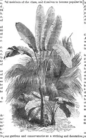 An illustration from Scientific American, Vol. 32, No. 26 (June 1875) (1875)