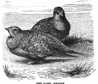 An illustration from Scientific American, Vol. 32, No. 26 (June 1875) (1875)