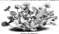 Picture 12 of 13 from Scientific American, Vol. 33, No. 5 (July 1875) (1875), leaf 8