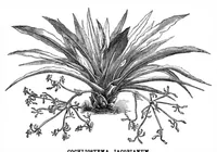 An illustration from Scientific American, Vol. 33, No. 11 (September 1875) (1875)
