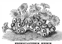 Picture 9 of 10 from Scientific American, Vol. 33, No. 11 (September 1875) (1875), leaf 8
