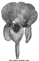 Picture 10 of 16 from Scientific American, Vol. 33, No. 16 (October 1875) (1875), leaf 8