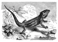 An illustration from Scientific American, Vol. 33, No. 19 (November 1875) (1875)