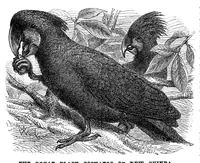 An illustration from Scientific American, Vol. 33, No. 19 (November 1875) (1875)