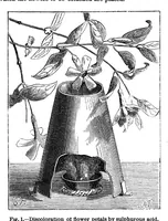 An illustration from Scientific American, Vol. 33, No. 20 (November 1875) (1875)