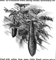 Picture 12 of 16 from Scientific American, Vol. 33, No. 20 (November 1875) (1875), leaf 8