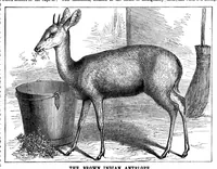 Picture 10 of 13 from Scientific American, Vol. 33, No. 22 (November 1875) (1875), leaf 8