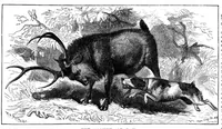An illustration from Scientific American, Vol. 33, No. 22 (November 1875) (1875)