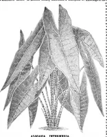 An illustration from Scientific American, Vol. 34, No. 2 (January 1876) (1876)